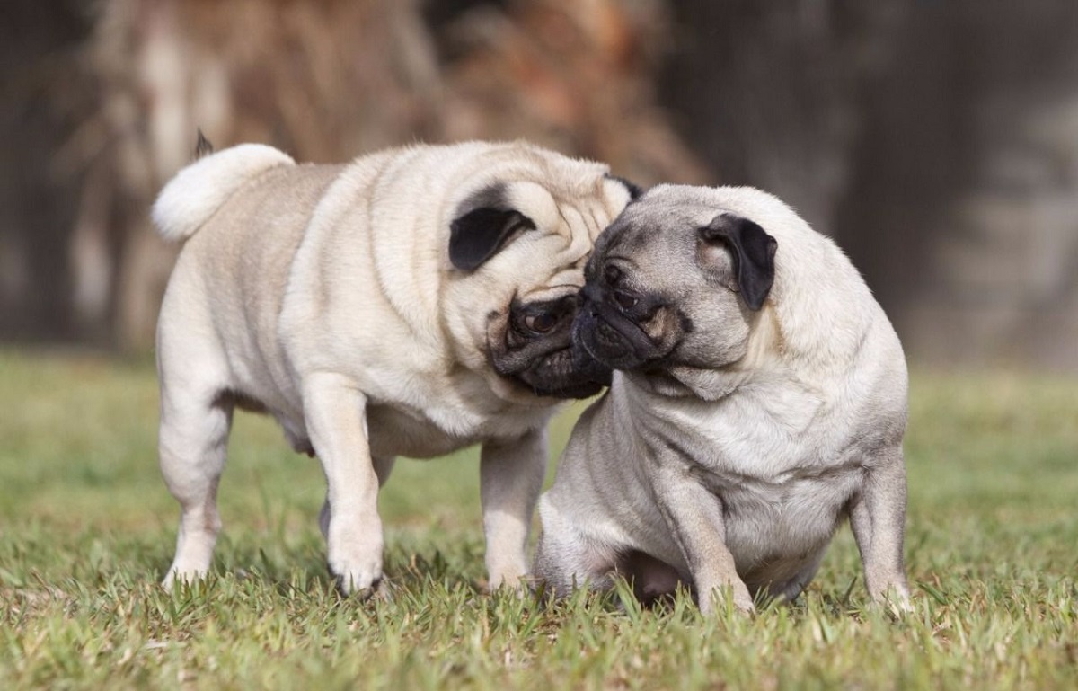 Celo en los perros: cuándo empieza, cuánto dura y todo lo que debes saber