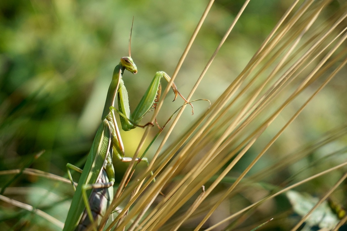 Mantis Religiosa: características, hábitat, comportamiento y todo lo ...