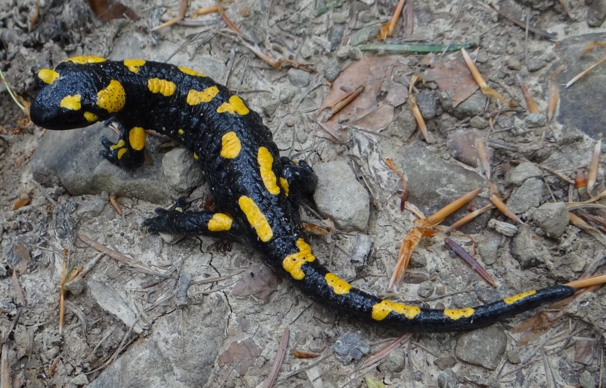 Salamandras todo lo que debes saber para cuidar a este bonito anfibio