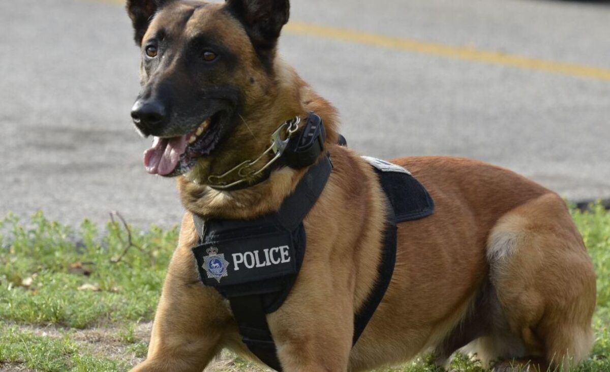 Perros Policía ¿Cómo se preparan desde cachorros para ayudarnos?