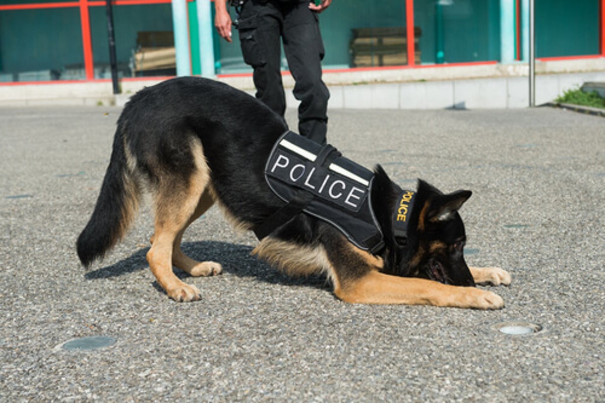 ¿Cuáles son las mejores razas para perros policía?
