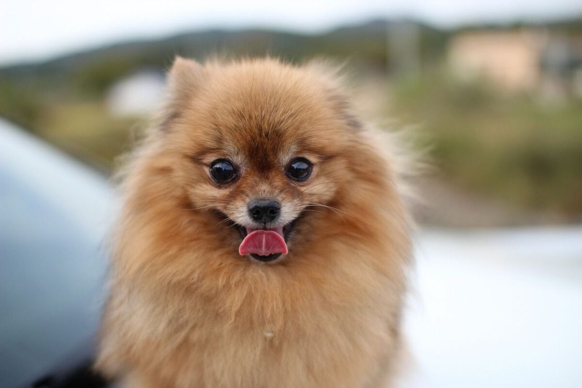 Caniche Toy o Pomerania: ¿cuál es mejor para ti?