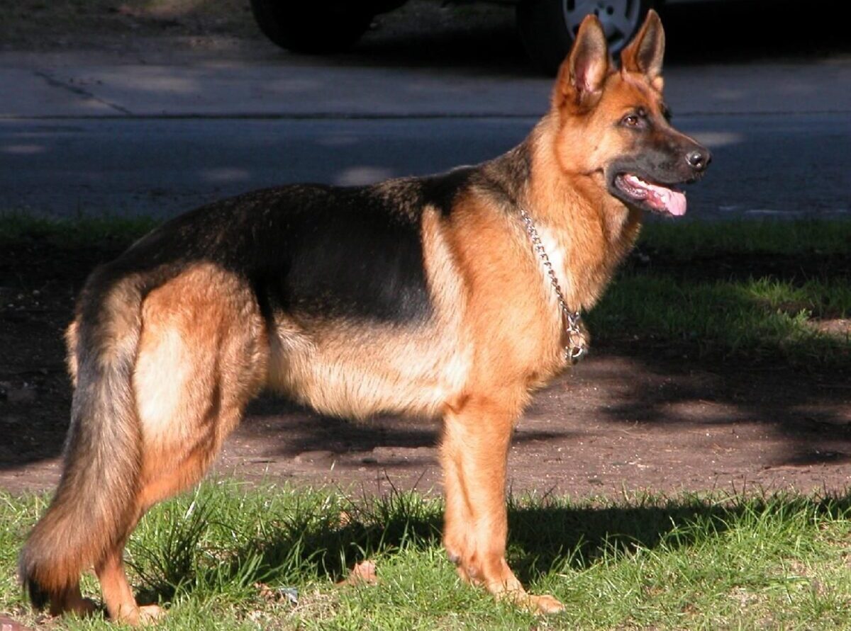 Las 10 mejores razas de perro guardián para cuidar de tu casa