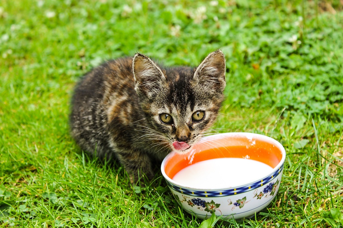 Que Leche Se Le Puede Dar A Un Gato Bebe