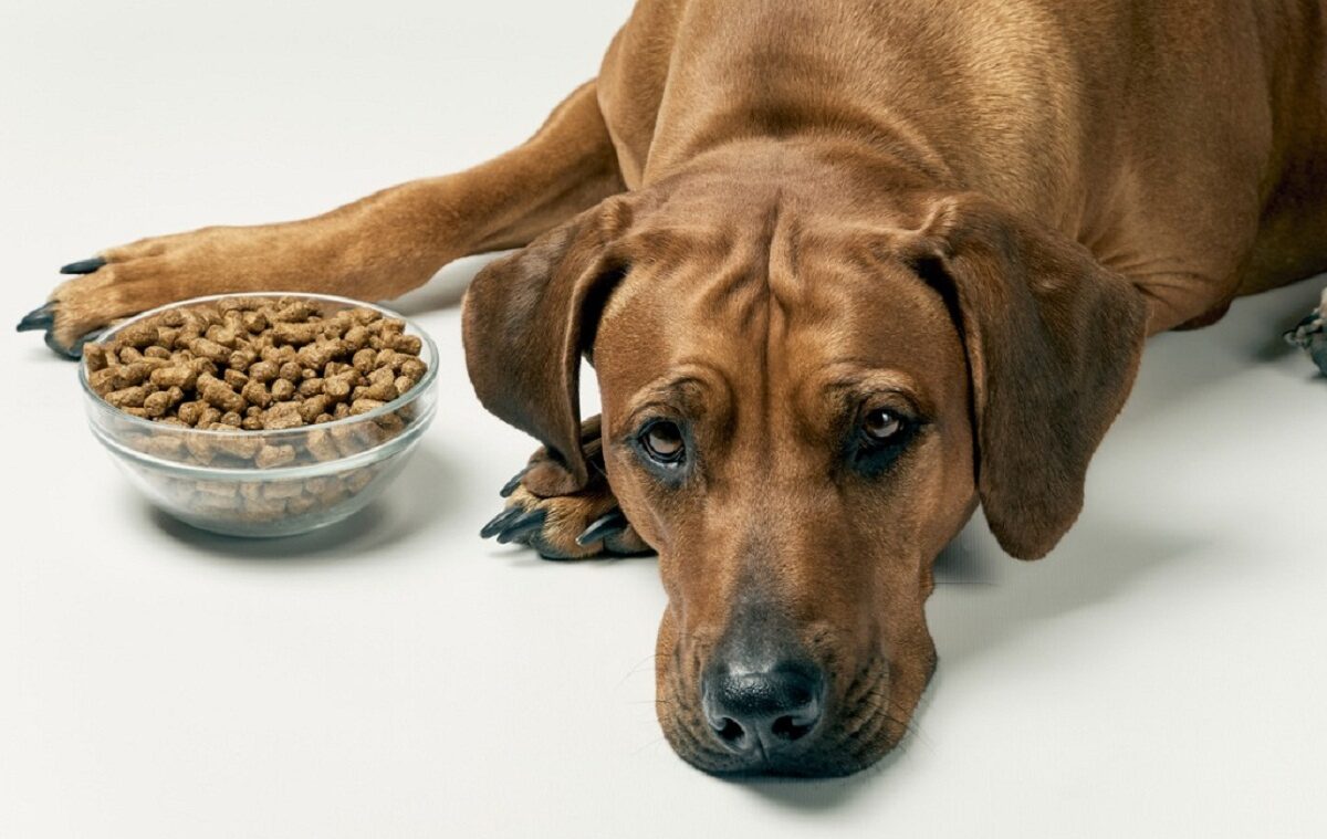 ¿Qué hago si mi perro decide no comer? Causas y soluciones