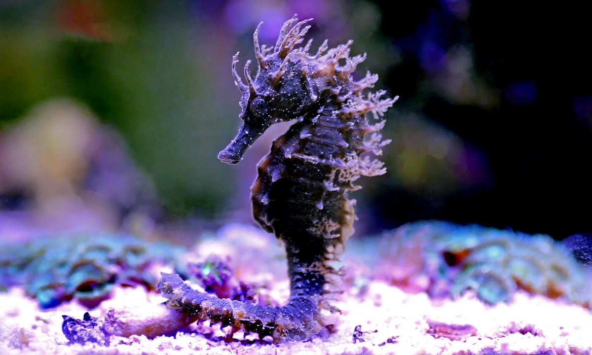 9 datos curiosos sobre el caballito de mar que no conocías 9 datos curiosos sobre el caballito de mar que no conocías